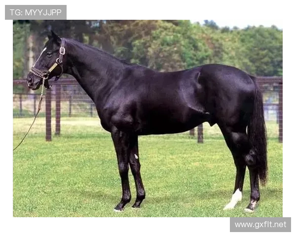 富里睡醒发现自家马场又多了一匹纯血马，账单还没拆